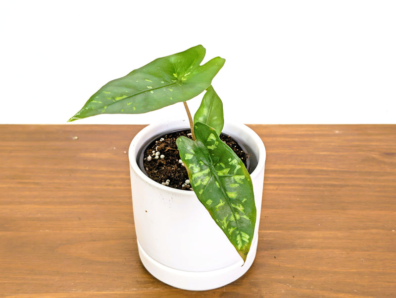Alocasia Shattered Glass