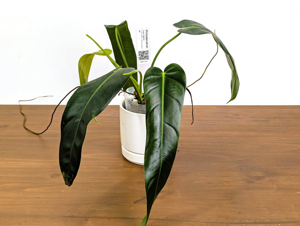 Philodendron Ivan's Spirit (Ivan Portilla x Spiritus Sancti)