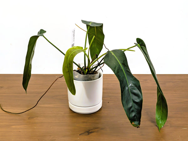 Philodendron Ivan's Spirit (Ivan Portilla x Spiritus Sancti)