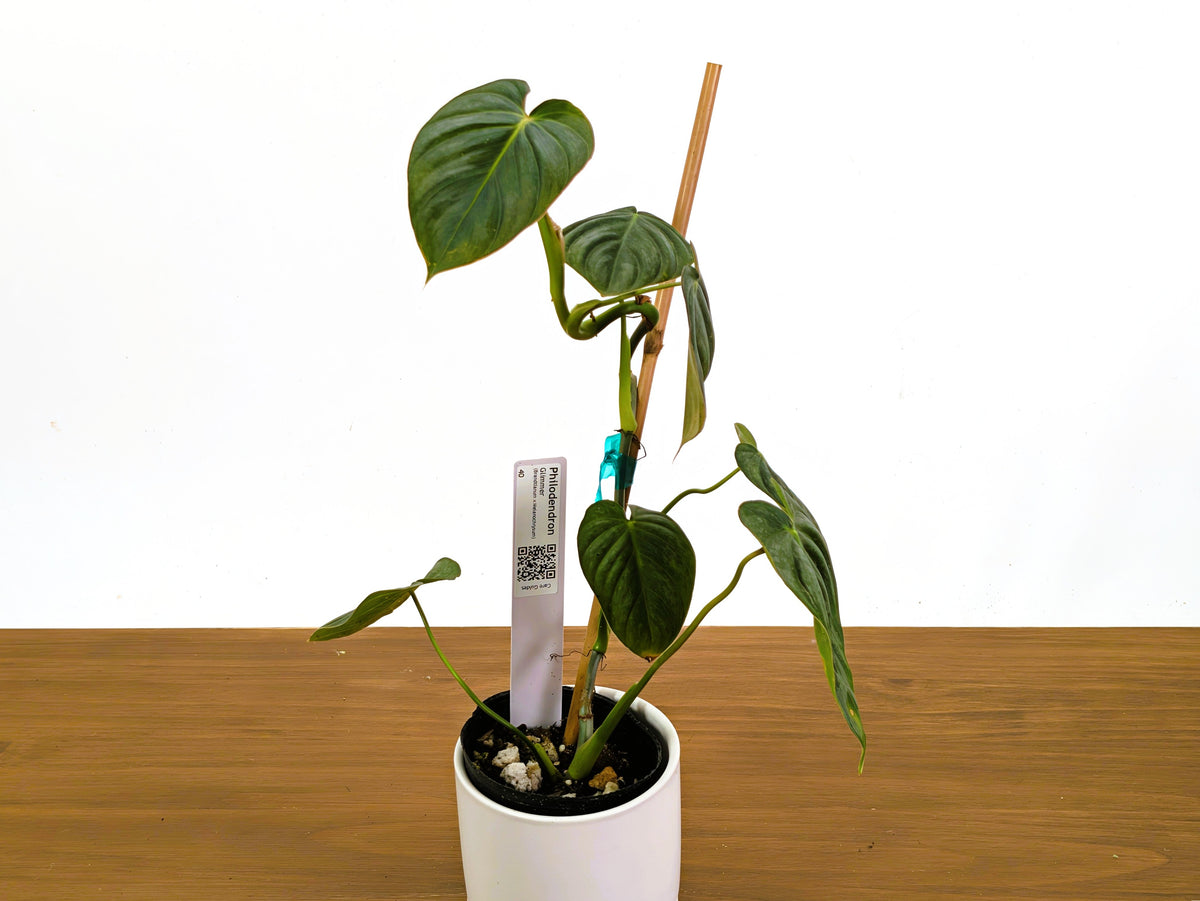Philodendron Glimmer