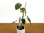 Philodendron Glimmer