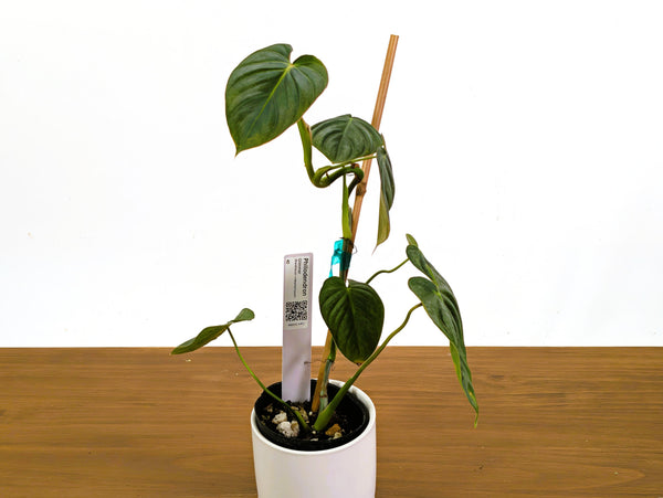 Philodendron Glimmer