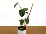 Philodendron Glimmer