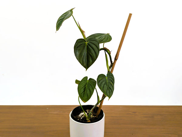 Philodendron Glimmer