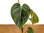 Philodendron Glimmer