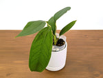Anthurium Cachabianum
