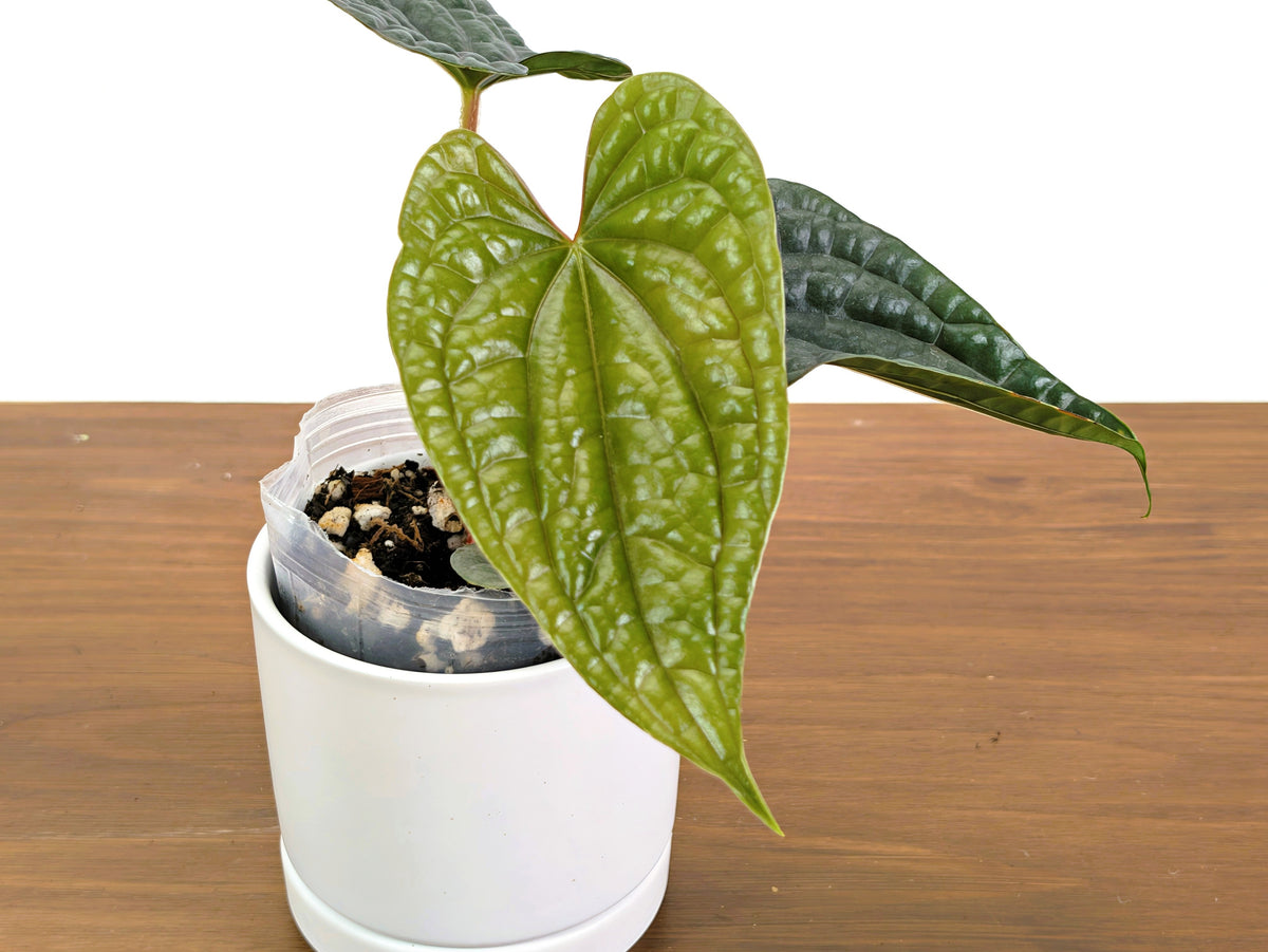 Anthurium Luxurians (Narrow Leaf)
