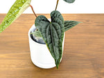 Anthurium Luxurians (Narrow Leaf)