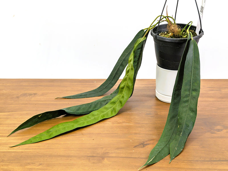 Anthurium Wendlingeri Exact Plant 6 Inch Basket (#40A)