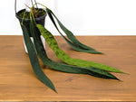 Anthurium Wendlingeri Exact Plant 6 Inch Basket (#40A)