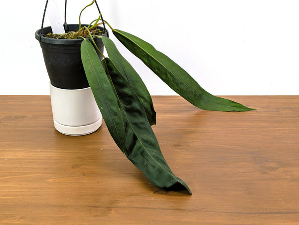 Anthurium Wendlingeri Exact Plant 6 Inch Basket (#40B)