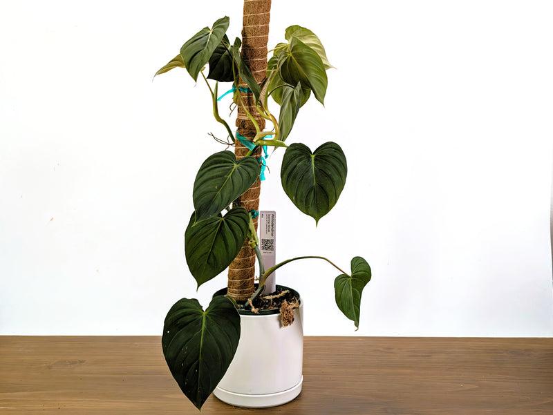Philodendron Sterling Velvet - Exact Plant (#40A)