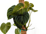 Philodendron Sterling Velvet - Exact Plant (#40A)
