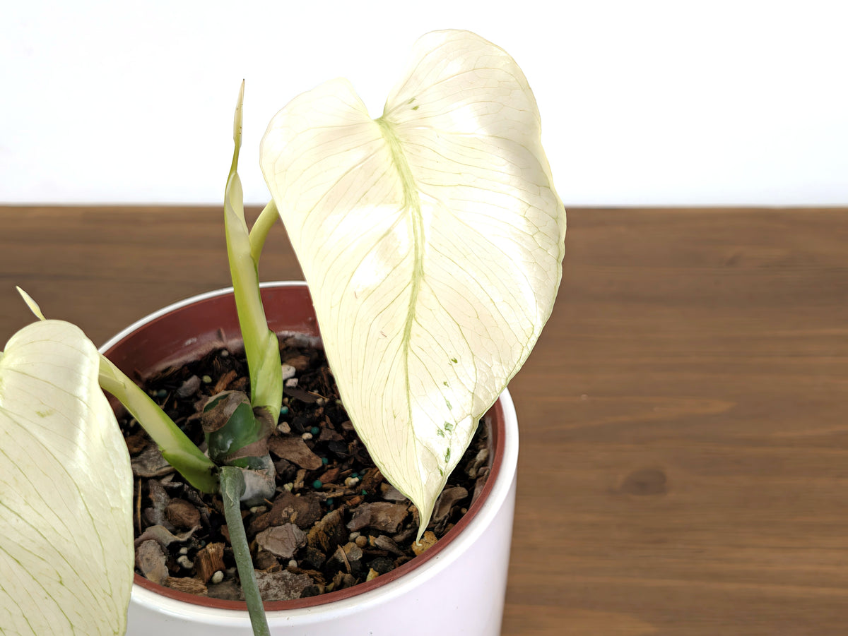 Monstera White Monster (Guaranteed White Leaves)