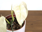Monstera White Monster (Guaranteed White Leaves)
