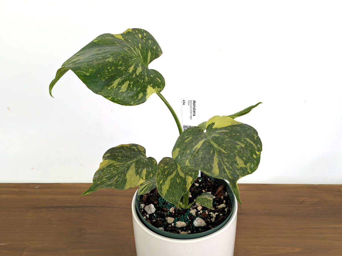 Monstera Electrolyte 'Golden Lion Tricolor' - 6" Exact Plant #43A