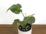 Monstera Electrolyte 'Golden Lion Tricolor' - 6" Exact Plant #43A