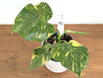 Monstera Electrolyte 'Golden Lion Tricolor' - 6" Exact Plant #43A
