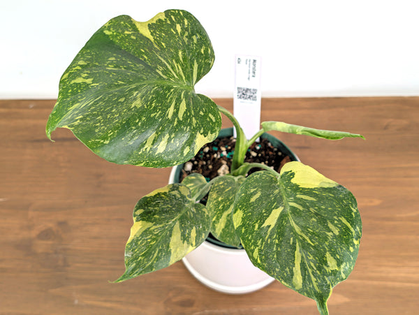 Monstera Electrolyte 'Golden Lion Tricolor' - 6" Exact Plant #43A