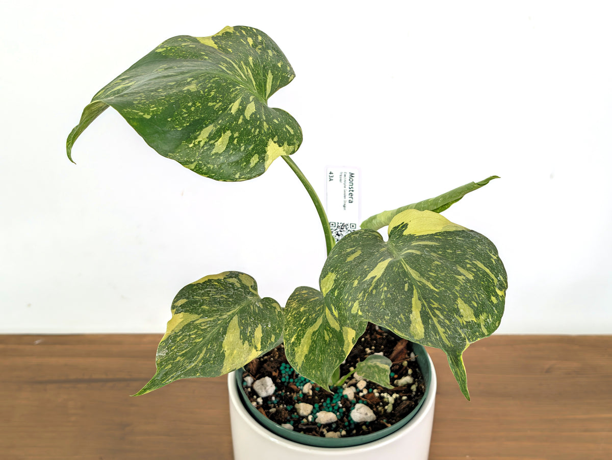 Monstera Electrolyte 'Golden Lion Tricolor' - 6" Exact Plant #43A