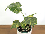 Monstera Electrolyte 'Golden Lion Tricolor' - 6" Exact Plant #43A
