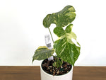 Monstera Electrolyte 'Golden Lion Tricolor' - 6" Exact Plant #43B