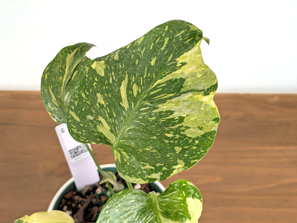 Monstera Electrolyte 'Golden Lion Tricolor' - 6" Exact Plant #43B