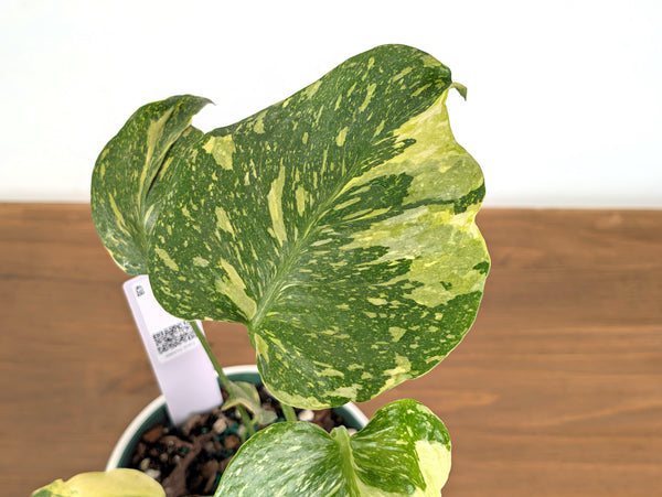 Monstera Electrolyte 'Golden Lion Tricolor' - 6" Exact Plant #43B