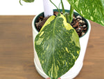 Monstera Electrolyte 'Golden Lion Tricolor' - 6" Exact Plant #43B