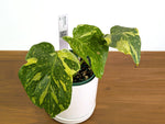 Monstera Electrolyte 'Golden Lion Tricolor' - 6" Exact Plant #43C