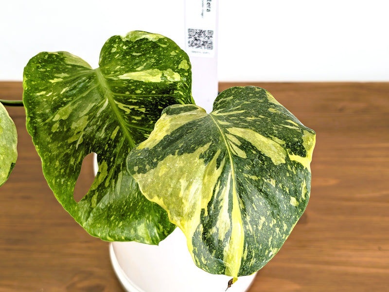 Monstera Electrolyte 'Golden Lion Tricolor' - 6" Exact Plant #43C