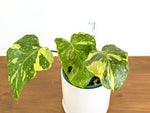 Monstera Electrolyte 'Golden Lion Tricolor' - 6" Exact Plant #43C