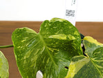 Monstera Electrolyte 'Golden Lion Tricolor' - 6" Exact Plant #43C