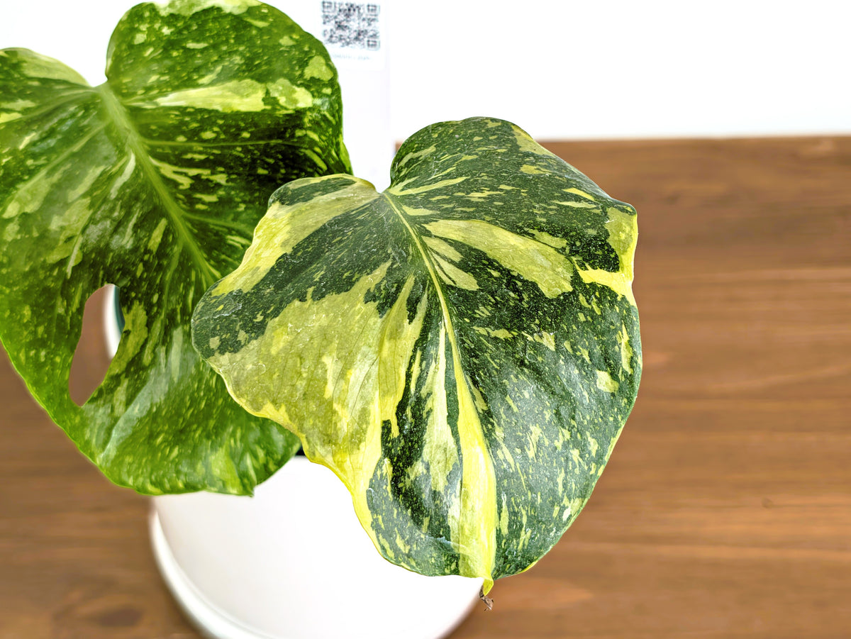 Monstera Electrolyte 'Golden Lion Tricolor' - 6" Exact Plant #43C
