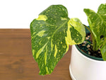 Monstera Electrolyte 'Golden Lion Tricolor' - 6" Exact Plant #43C