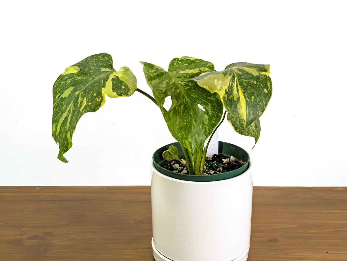 Monstera Electrolyte 'Golden Lion Tricolor' - 6" Exact Plant #43C