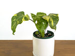 Monstera Electrolyte 'Golden Lion Tricolor' - 6" Exact Plant #43C