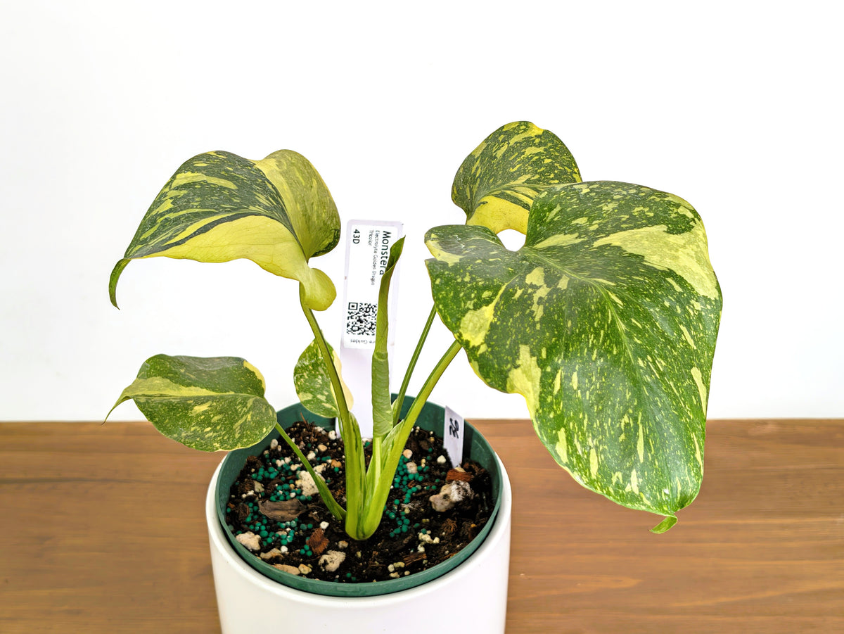 Monstera Electrolyte 'Golden Lion Tricolor' - 6" Exact Plant #43D