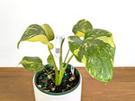 Monstera Electrolyte 'Golden Lion Tricolor' - 6" Exact Plant #43D