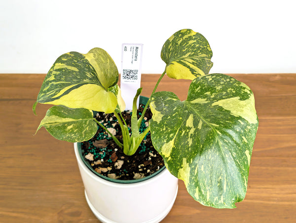 Monstera Electrolyte 'Golden Lion Tricolor' - 6" Exact Plant #43D