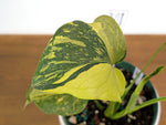 Monstera Electrolyte 'Golden Lion Tricolor' - 6" Exact Plant #43D
