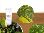 Monstera Electrolyte 'Golden Lion Tricolor' - 6" Exact Plant #43D