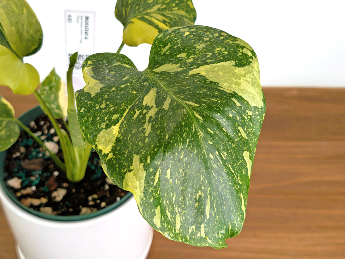 Monstera Electrolyte 'Golden Lion Tricolor' - 6" Exact Plant #43D