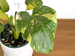 Monstera Electrolyte 'Golden Lion Tricolor' - 6" Exact Plant #43D
