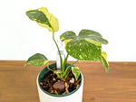 Monstera Electrolyte 'Golden Lion Tricolor' - 6" Exact Plant #43E