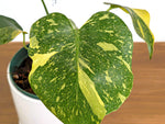 Monstera Electrolyte 'Golden Lion Tricolor' - 6" Exact Plant #43E
