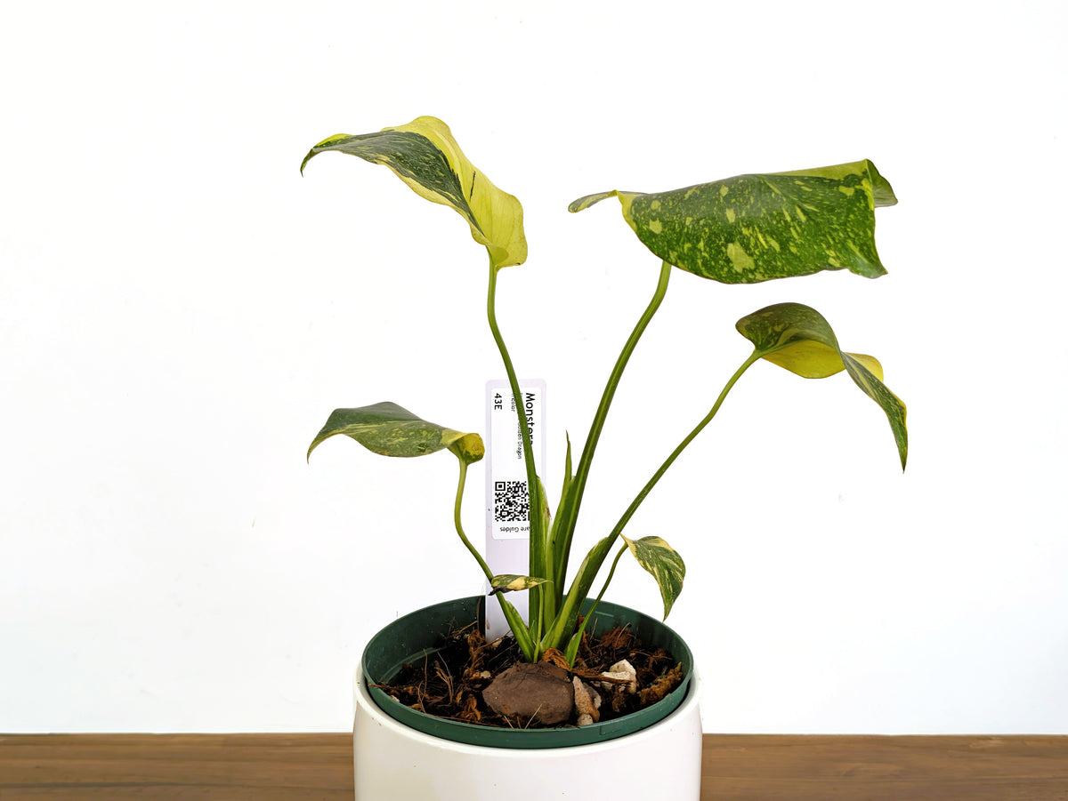 Monstera Electrolyte 'Golden Lion Tricolor' - 6" Exact Plant #43E