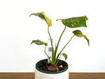 Monstera Electrolyte 'Golden Lion Tricolor' - 6" Exact Plant #43E