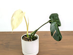 Monstera White Monster (Guaranteed White Leaves)