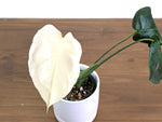 Monstera White Monster (Guaranteed White Leaves)